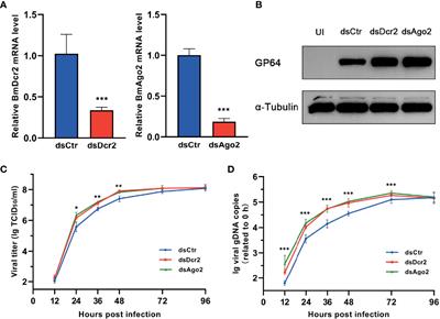 BmNPV p35 Reduces the Accumulation of Virus-Derived siRNAs and Hinders the Function of siRNAs to Facilitate Viral Infection